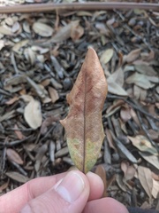 Neuroterus saltatorius texanus