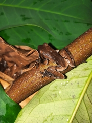 Theloderma licin