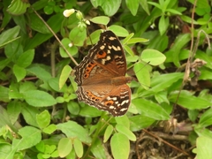 Junonia erigone