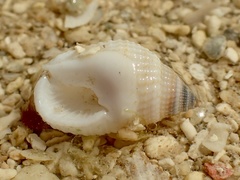 Nassarius albescens