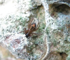 Amaurobius fenestralis