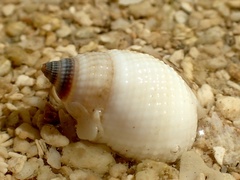 Nassarius albescens
