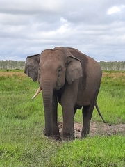 Elephas maximus sumatranus
