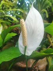 Spathiphyllum wallisii