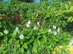 Spathiphyllum wallisii