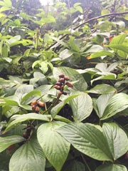 Flemingia macrophylla