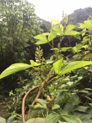 Flemingia macrophylla