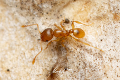 Pheidole rugosula