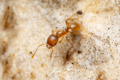Pheidole rugosula