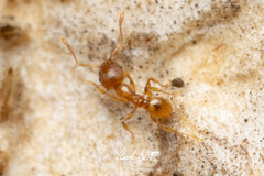 Pheidole rugosula