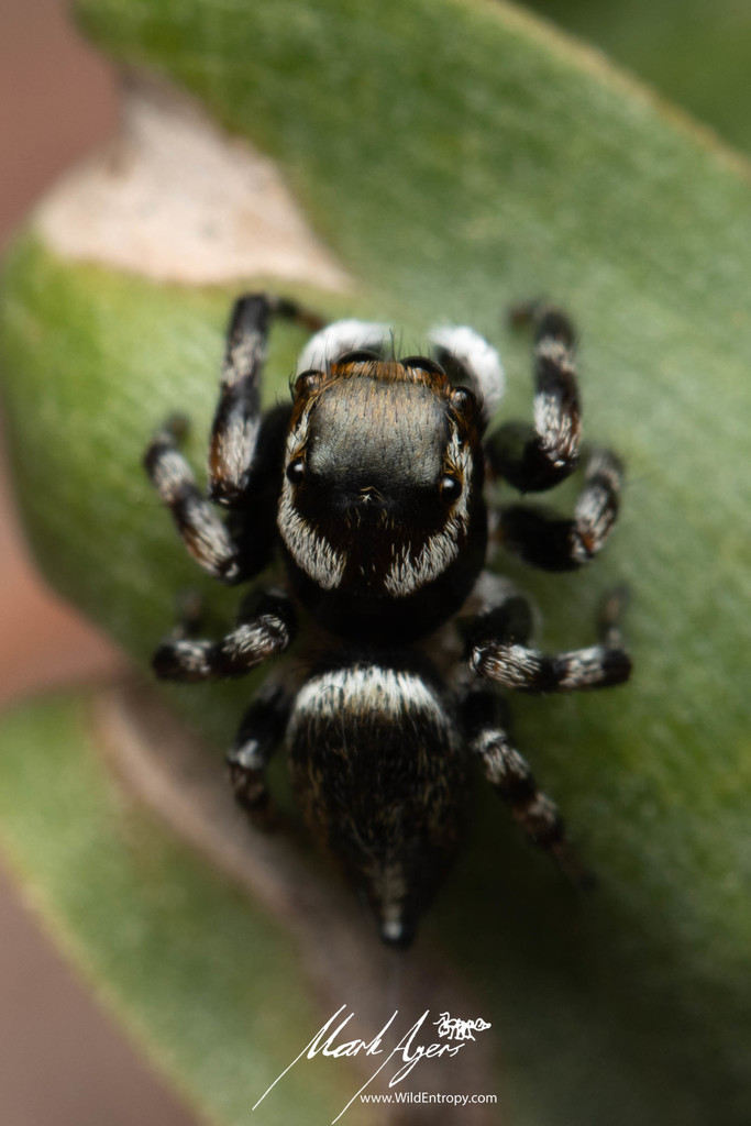 White Garland House Hopper from White Rock QLD 4306, Australia on November 27, 2021 at 0940 AM