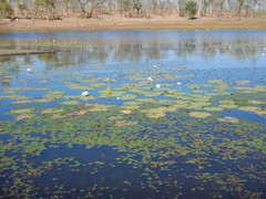 Nymphaea gigantea
