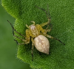Oxyopes punctatus