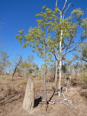 Brachychiton diversifolius