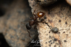 Tetramorium impressum