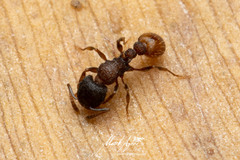 Tetramorium impressum