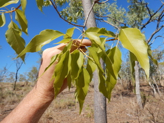 Brachychiton diversifolius