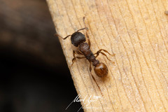Tetramorium impressum