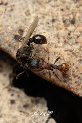 Tetramorium impressum