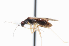 Dicyphus hesperus