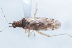 Dicyphus hesperus