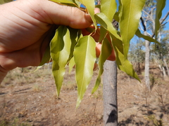 Brachychiton diversifolius