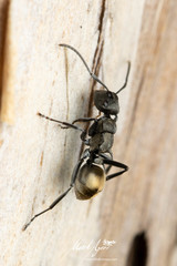 Polyrhachis mjobergi