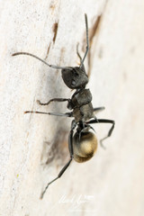 Polyrhachis mjobergi