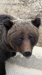 Ursus arctos collaris
