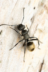 Polyrhachis mjobergi