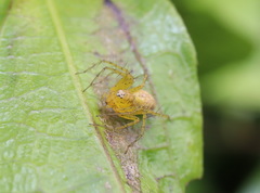 Oxyopes punctatus
