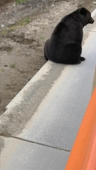 Ursus arctos collaris