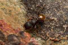 Pheidole longiceps doddi