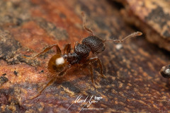 Pheidole longiceps doddi