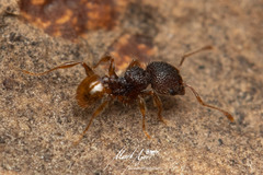 Pheidole longiceps doddi