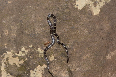 Lycodon travancoricus