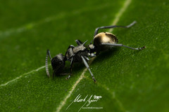 Polyrhachis mjobergi
