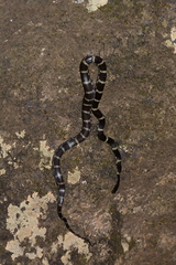 Lycodon travancoricus