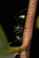 Polyrhachis mjobergi