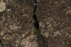 Lycodon travancoricus