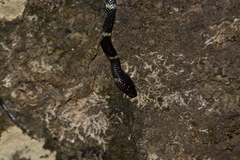 Lycodon travancoricus