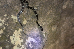 Lycodon travancoricus