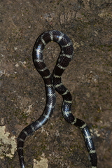 Lycodon travancoricus