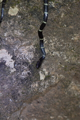 Lycodon travancoricus