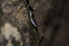 Lycodon travancoricus