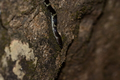 Lycodon travancoricus