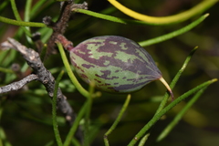 Persoonia curvifolia