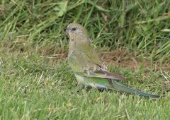 Psephotus haematonotus