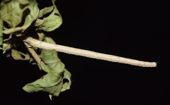 Epicosymbia nitidata