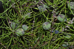 Persoonia curvifolia